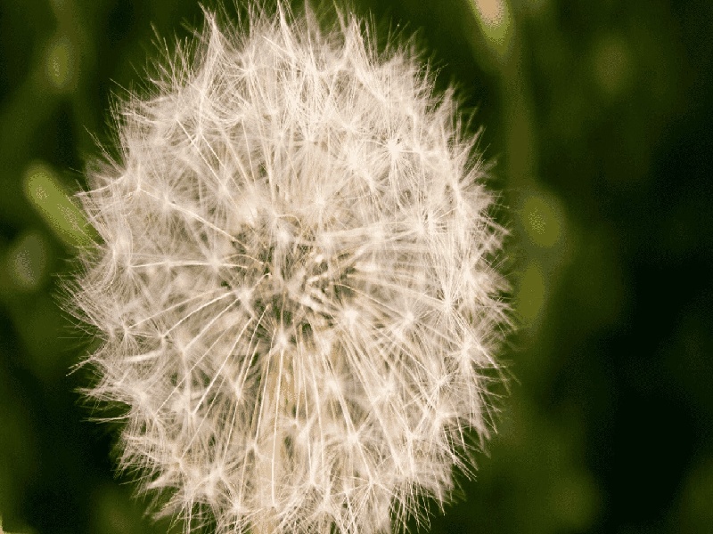 试管婴儿兔，试管血型ab型